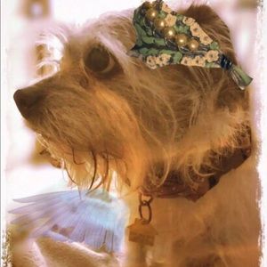 Not for sale.  This is my fur child Cody